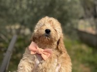50 günlük orijinal dişi toy poodle