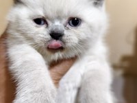 British shorthair kedimiz