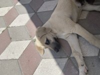 Sokaktan kangal yavrusu