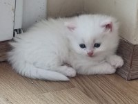 Kedi dişi iki ay yaş persian