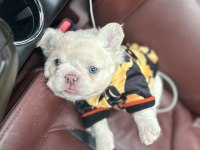 Tr De Tek Orjinal Fluffy French Bulldog Yavrular