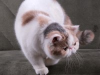 CFA ŞECERELİ SOFT CALİCO KEDİMİZ