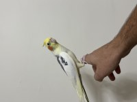 Full Evcil Konuşan sultan 81 ile gönderim mevcut