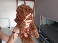 2 Aylık Poodle Bebeğimizi Sahiplendiriyoruz