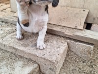 Safkan Beagle Yavruları