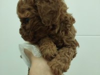 Red kore toy poodle bebekler