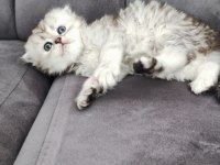 Scottish fold longhair erkek yuva arıyor