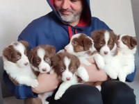 Çok iyi border collie yavruları İstanbul