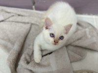 OYUNCU ERKEK SCOTTİSH KEDİMİZ