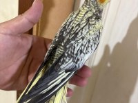 43 GÜNLÜK AKILLI SULTAN PAPAĞANI BEBEK