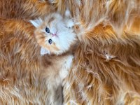 Efsane güzellikte british longhair bebeklerim