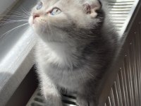Scottish fold gri aslan kedimiz