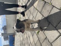 1.5 YAŞINDA ERKEK FRENCH BULLDOG SAFKAN MERLE AŞILI
