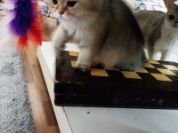 Full şecereli Ny 25 golden british longhair dişi