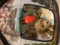 Anne baba belli toy poodle yavru