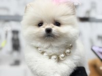 Bir avuç mutluluk pomeranian