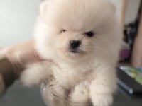 Bir Bardak Kadar Teacup Erkek Pomeranian Boo