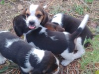 Sevimli beagle yavrulari