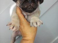 A Kalite Sıfır Burun Pug Yavrumuz