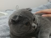 ALTI AYLIK DİŞİ SCOTTİSH FOLD KEDİMİ SAHİPLENDİRİYORUM