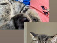 Yavru erkek british shorthair kedimiz