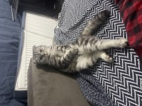 Scottish Fold Kedisi