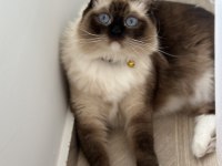 Ragdoll cinsi damat adayı arıyoruz