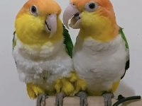 Full Evcil Lekesiz Portakal Caique
