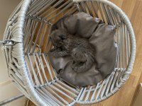Oyuncu british shorthair yavru bebekler