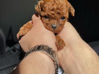 EN KALİTELİ POODLE YAVRULARI