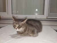 Sahibinden gemiye çıkma sebebiyle british longhair