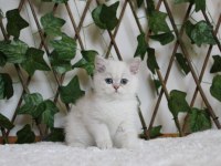AY1133 Erkek British Shorthair Golden Point