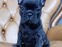 FRENCH BULLDOG YAVRULARI