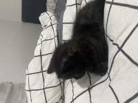 2 aylık british shorthair erkek