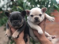 İki güzel French bulldog bebeklerimiz