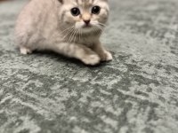 Scottish fold ve british shorthair kedimiz