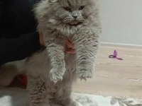 Pofuduk sıfır kulak scottish fold kızımız