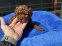 Profesyonel ruhsatlı çiftlikden toy poodle yavrular