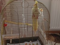 Biri dişi ve biri erkek sultan papağanı