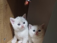 Minnoşum british shorthair