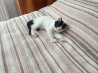 Beyaz olan dişi diğerleri erkek tekir