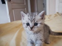British ve scottish silver tabby yavru