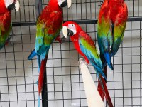 KIRMIZI MACAW ARA PAPAĞANLARI