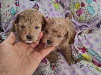 TRDE TEK TEACUP KORE MALTİPOO