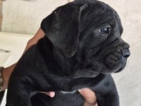 CANE CORSO 35 GÜNLÜK YAVRULAR
