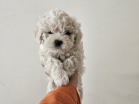 Maltese terrier yavru köpeklerimiz