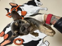 Orjinal Egzotik French Bulldog Bebekler