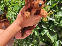 Peluş toy poodle ayıcıklarım