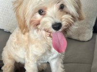 Dişi maltipoo