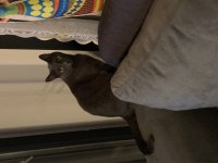 RUSSİAN BLUE KEDİMİZE GEÇİCİ YUVA